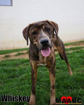 Catahoula Leopard Dog and Hound Dogs Available for Adoption - Whiskey | PetCurious