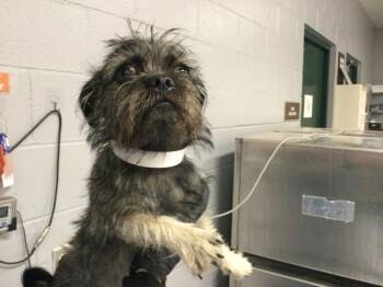 MESTY -  Pug and Mixed Breed Dog for Adoption in Thousand Palms, California - MESTY | PetCurious