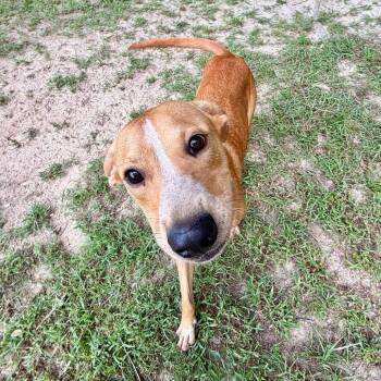 Jethro -  Mixed Breed Dog for Adoption in Milton, Florida - Jethro | PetCurious