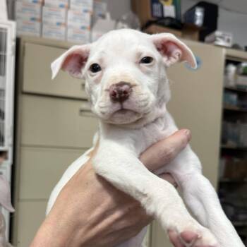 Love -  Pit Bull Terrier Dog for Adoption in Columbia, South Carolina - Love | PetCurious