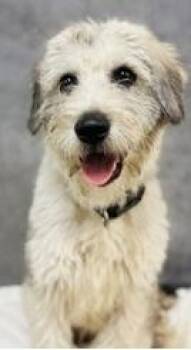 Ross~FOSTER or FOSTER TO ADOPT NEEDED~ -  Terrier Dog for Adoption in Minneapolis, Minnesota - Ross~FOSTER Or FOSTER TO ADOPT NEEDED~ | PetCurious