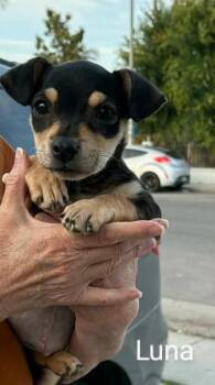 Chihuahua Dogs Available for Adoption in Portland, Oregon - Lulu | PetCurious