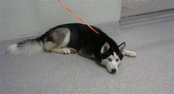 BRANDI -  Siberian Husky and Mixed Breed Dog for Adoption in Pasadena, Texas - BRANDI | PetCurious