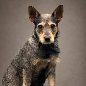 Terrier Dogs Available for Adoption in Hondo, Texas - Paloma: Sweet Mom To Powell | PetCurious