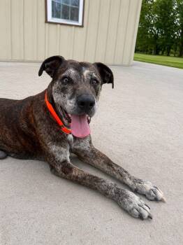 Walter -  Great Dane Dog for Adoption in Bullard, Texas - Walter | PetCurious