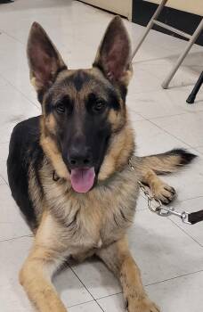 Jack 7592 -  German Shepherd Dog Dog for Adoption in Centreville, Virginia - Jack 7592 | PetCurious