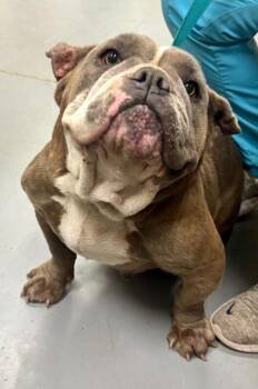 English Bulldog Dogs Available for Adoption in Burgaw, North Carolina - Muffin | PetCurious