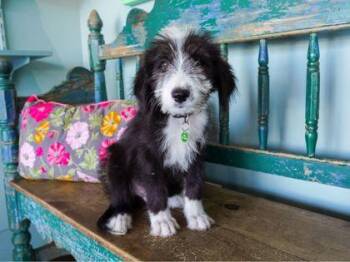 Fisher -  Old English Sheepdog and Great Pyrenees Dog for Adoption in San Antonio, Texas - Fisher | PetCurious