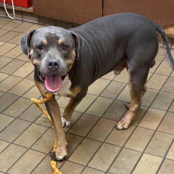 Zellow -  Pit Bull Terrier Dog for Adoption in Birmingham, Alabama - Zellow | PetCurious