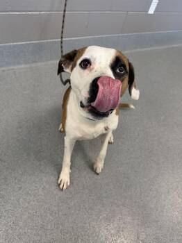 TORNADO -  Pit Bull Terrier Dog for Adoption in Indianapolis, Indiana - TORNADO | PetCurious