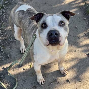 Akira -  American Bulldog Dog Available for Adoption in Buffalo, New York - Akira | PetCurious