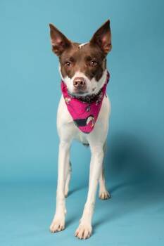 Appaloosa -  Mixed Breed Dog for Adoption in Atlanta, Georgia - Appaloosa | PetCurious