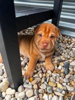 Elenor -  Shar Pei and Jack Russell Terrier Dog for Adoption in Winnipeg, Manitoba - Elenor | PetCurious