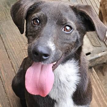 Rescue Black Labrador Retriever Dogs for Adoption in Athens, Alabama - Emily | PetCurious
