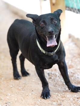 Rescue Chihuahua Dogs for Adoption in El Paso, Texas - Dipper | PetCurious