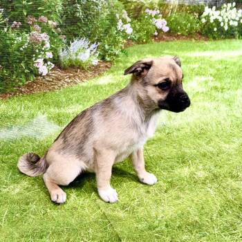Yolo -  Pug and Pomeranian Dog for Adoption in Franklin, North Carolina - Yolo | PetCurious