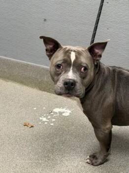 GOOGLE -  American Bulldog Dog for Adoption in Las Vegas, Nevada - GOOGLE | PetCurious