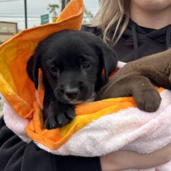 Black Labrador Retriever Dogs Available for Adoption in Collingswood, New Jersey - Hershey  | PetCurious