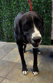 Mixed Breed Dogs Available for Adoption - 60670561 | PetCurious