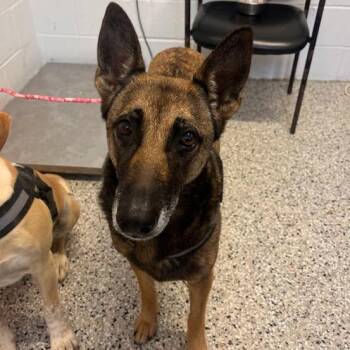 Belgian Shepherd Malinois Dogs Available for Adoption in Hattiesburg, Mississippi - Jessie | PetCurious