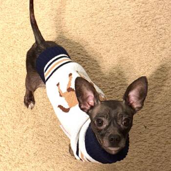 Ludo -  Chihuahua and Mixed Breed Dog for Adoption in Durham, North Carolina - Ludo | PetCurious