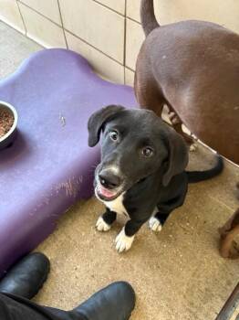 Jasmine -  Labrador Retriever and Mixed Breed Dog for Adoption in Bossier City, Louisiana - Jasmine | PetCurious