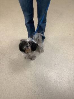 Rescue Shih Tzu and Mixed Breed Dogs for Adoption in Fort Worth, Texas - Frankie | PetCurious