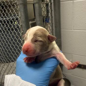 Zeke -  Mixed Breed Dog for Adoption in Greenville, South Carolina - Zeke | PetCurious