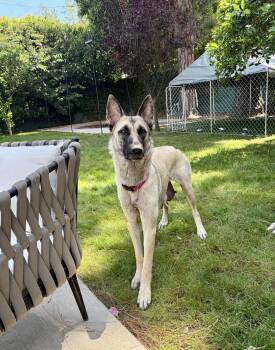 Janie -  Shepherd Dog for Adoption in Santa Monica, California - Janie | PetCurious