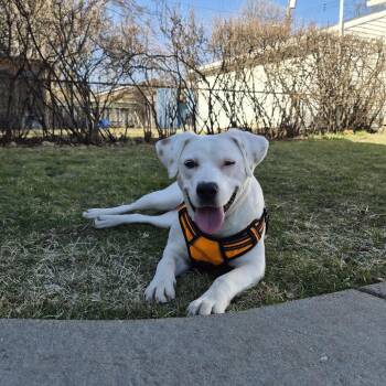 Golden Retriever and Boxer Dogs Available for Adoption in Minnetonka, Minnesota - Lyra *Deaf* D68801 | PetCurious