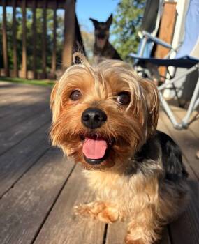 Teddy -  Yorkshire Terrier Dog for Adoption in Lincoln, Nebraska - Teddy | PetCurious