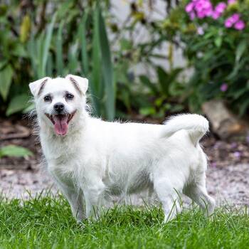 Astro -  Pomeranian and Mixed Breed Dog for Adoption in Council Bluffs, Iowa - Astro | PetCurious