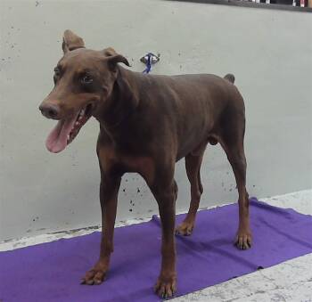 LYNXES -  Doberman Pinscher and Mixed Breed Dog for Adoption in Houston, Texas - LYNXES | PetCurious