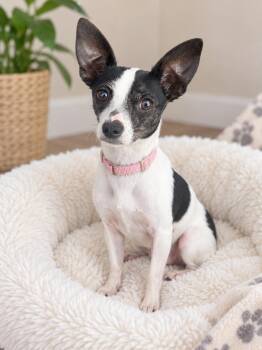 Maggie -  Chihuahua Dog for Adoption in Crosby, Texas - Maggie | PetCurious