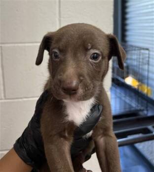 NIALL -  Pit Bull Terrier and Mixed Breed Dog for Adoption in San Bernardino, California - NIALL | PetCurious