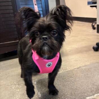 Onyx -  Brussels Griffon and Papillon Dog for Adoption in Tampa, Florida - Onyx | PetCurious
