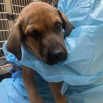 Mitch -  Shepherd and Mixed Breed Dog for Adoption in Merriam, Kansas - Mitch | PetCurious