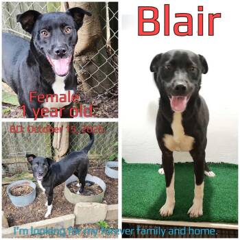 Blair -  Mixed Breed Dog for Adoption in Boaz, Alabama - Blair | PetCurious