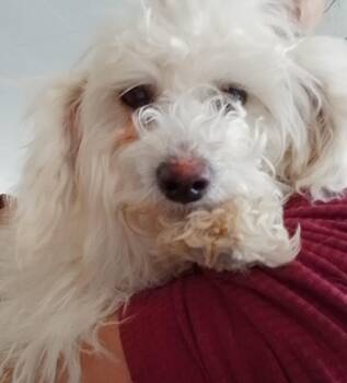 Bounce -  Miniature Poodle Dog for Adoption in Oroville, Washington - Bounce | PetCurious