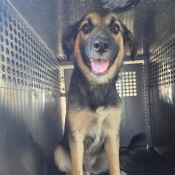 Antwon -  Shepherd Dog for Adoption in Birmingham, Alabama - Antwon | PetCurious