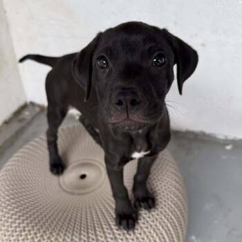 Boxer and Labrador Retriever Dogs Available for Adoption - Roxy | PetCurious