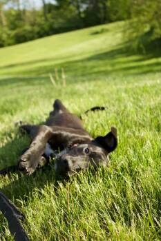 Ash -  Labrador Retriever and Terrier Dog for Adoption in Pottstown, Pennsylvania - Ash | PetCurious