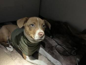 Pit Bull Terrier and Mixed Breed Dogs Available for Adoption in San Jose, California - A1406884 | PetCurious
