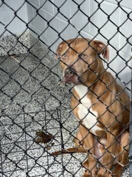 Rescue Mixed Breed Dogs for Adoption in West Chester, Pennsylvania - Crimson | PetCurious