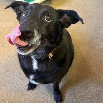 Diamond -  Mixed Breed Dog for Adoption in Huntsville, Alabama - Diamond | PetCurious