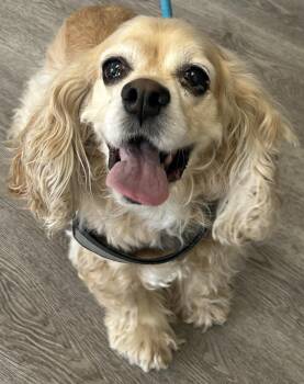 Tegan -  Cocker Spaniel Dog for Adoption in Westminster, Maryland - Tegan | PetCurious