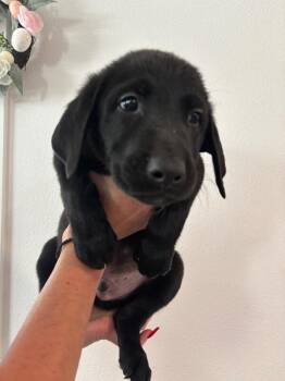 Jafar -  Labrador Retriever and Mixed Breed Dog for Adoption in Los Angeles, California - Jafar | PetCurious