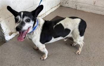 HAMILTON -  Chihuahua Dog for Adoption in San Bernardino, California - HAMILTON | PetCurious