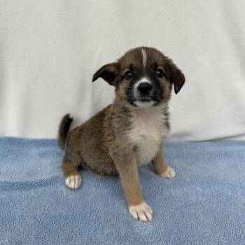 Backyardigan -  German Shepherd Dog and Mixed Breed Dog for Adoption in Carencro, Louisiana - Backyardigan | PetCurious