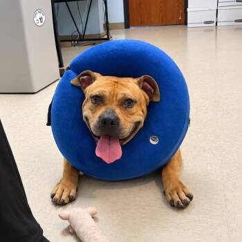 Knucklehead -  American Staffordshire Terrier Dog for Adoption in Kansas City, Kansas - Knucklehead | PetCurious